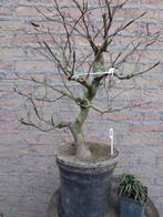 Bonsai: Fagus sylvatica (Beuk), Ophalen, Bloeit niet, Halfschaduw, Overige soorten