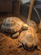 Trio indotestudo elongata, Slang