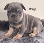 Isabella cherrytan en Lilac Tan Franse Bulldog pups, België, Fokker | Hobbymatig, 8 tot 15 weken, Parvo