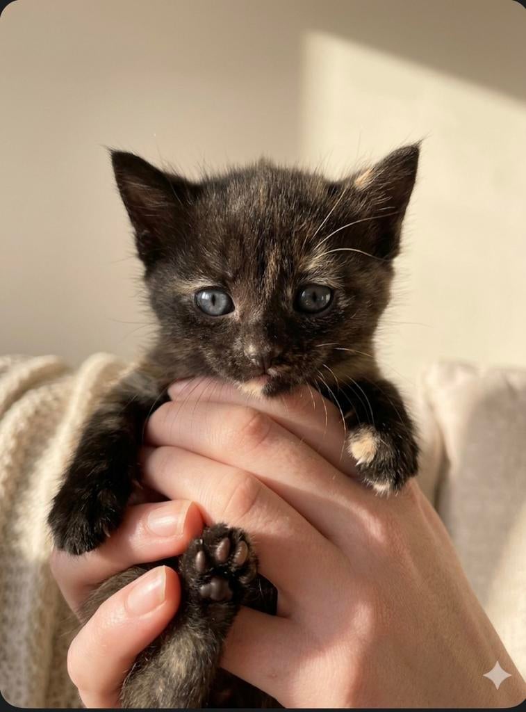 3  schattige Europese korthaar  kittens, Ontwormd, 0 tot 2 jaar