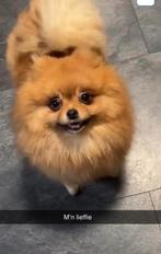 Mini pomeriaan teefje met hele mooie fci stamboom, 1 tot 2 jaar, Teef, Parvo, Eén hond