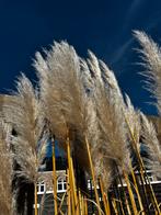 Pampasgras pluimen - 150-220 cm - Decoratie, Ophalen, Nieuw