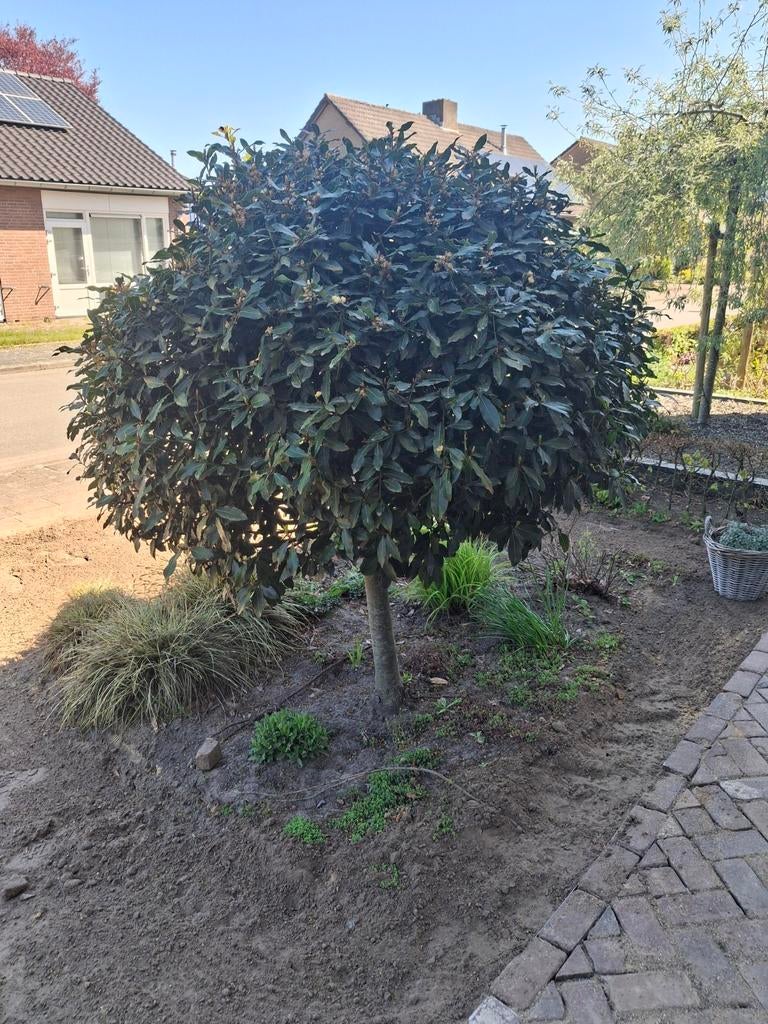 Laurierboom gratis, Tuin en Terras, Planten | Bomen, Ophalen, Halfschaduw, Bolboom, 100 tot 250 cm
