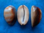Schelpen: Cypraea ventriculus Lamarck f++/gem 48-53mm, Ophalen of Verzenden, Schelp(en)