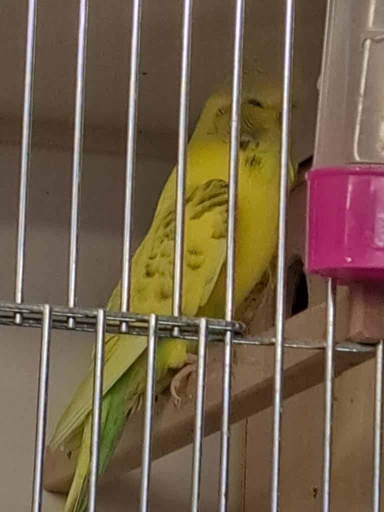 Engelse parkiet, Dieren en Toebehoren, Vogels | Kanaries, Vrouwelijk