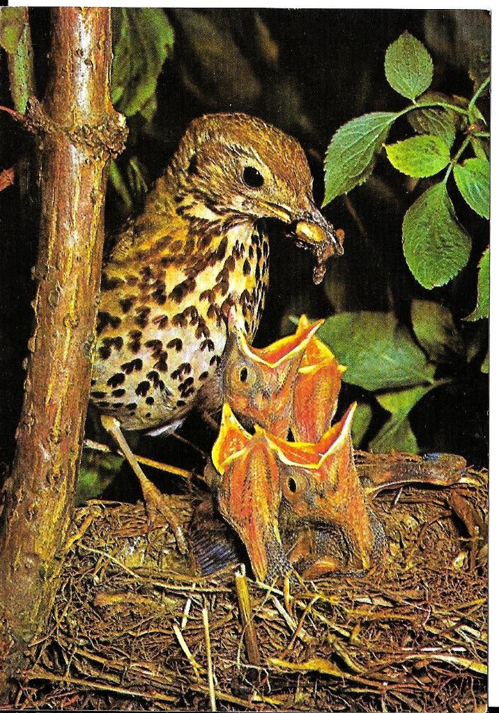 Ansichtkaart	Lijster	met jongen, Verzenden, 1960 tot 1980, Ongelopen, Vogel