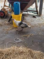 Kalkoenen 2 stuks, Meerdere dieren, Kalkoen