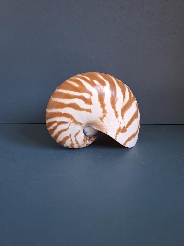Nautilus Schelp, Ophalen of Verzenden, Zo goed als nieuw