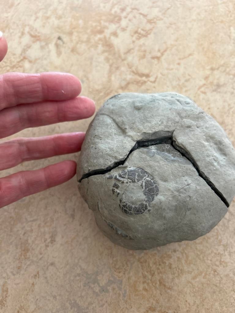 Fossiel in steen, opengebroken, Ophalen of Verzenden, Fossiel