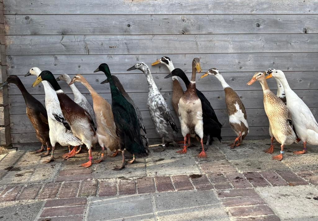 Indische Loopeend broedeieren, de raszuivere, Geslacht onbekend, Eend