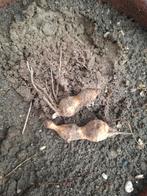 Meerdere biologische pootaardperen/Topaminaboer "Arancha", Tuin en Terras, Ophalen