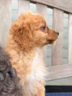 Maltipoo reutje, Parvo, 8 tot 15 weken, Eén hond, Nederland