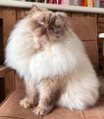 Brits Langhaar cinnamon point dekkater (niet te koop), Dieren en Toebehoren