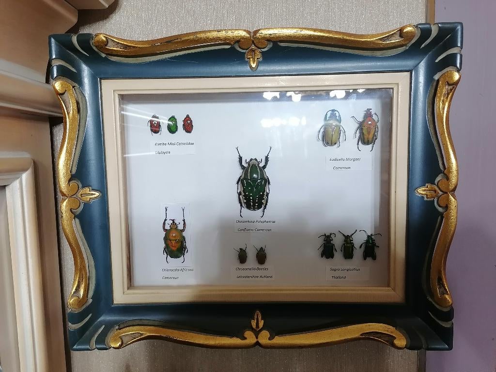 Taxidermy, Verzamelen, Dierenverzamelingen, Verzenden, Nieuw, Insect, Opgezet dier