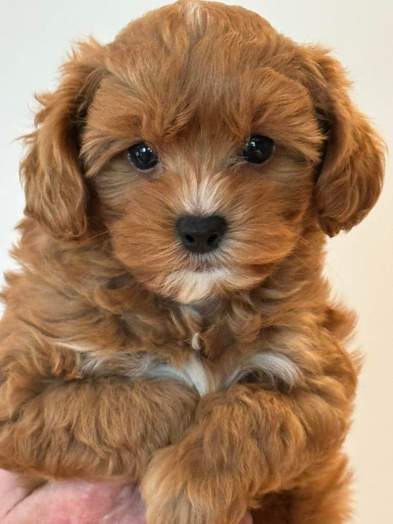 Beeldschone mini Maltipoo pups. Geschikt bij allergie, Poedel, Parvo, Nederland, 8 tot 15 weken