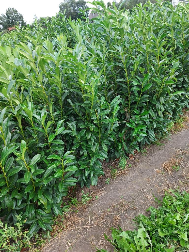 Laurier, Ophalen, Laurier, Haag, 100 tot 250 cm