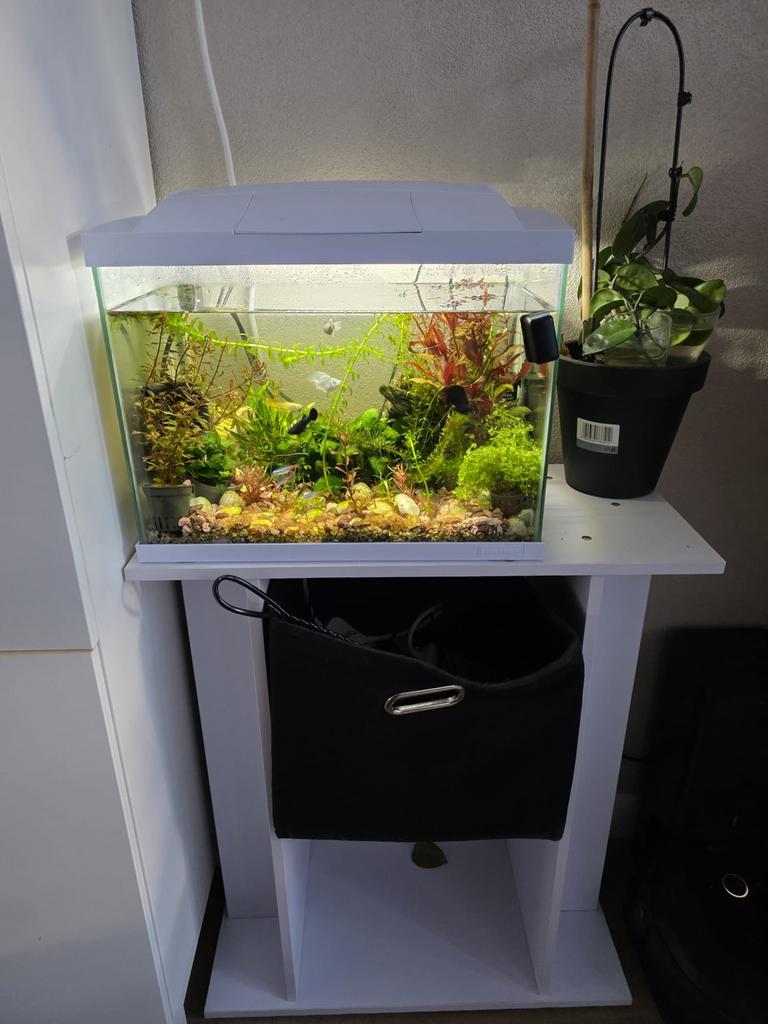 Vissen aquarium, Ophalen of Verzenden, Gevuld zoetwateraquarium