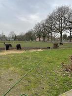 NIEUW! Woonruimte te huur Grintweg, Wageningen