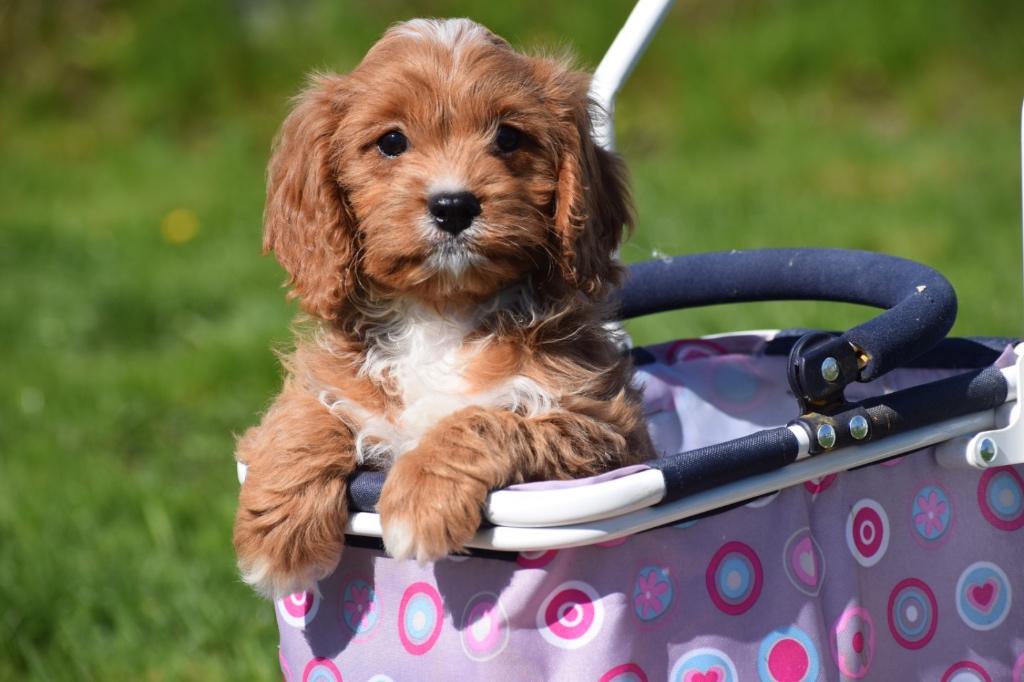 Cavapoo pups nieuw nestje, Dieren en Toebehoren, Honden | Niet-rashonden, 15 weken tot 1 jaar, Buitenland, Parvo, Meerdere