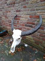 Schedel waterbuffel taxidermy opgezet skull buffel jacht, Ophalen, Wild dier, Schedel