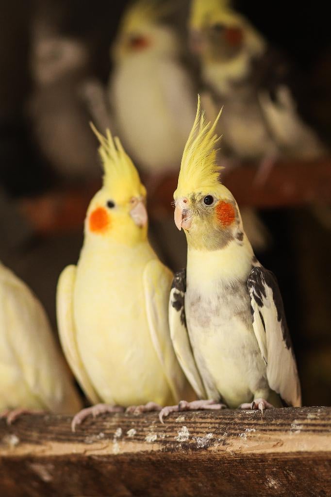 Valkparkieten broedrijp | Divers aanbod | Deskundig advies, Meerdere dieren, Overige soorten