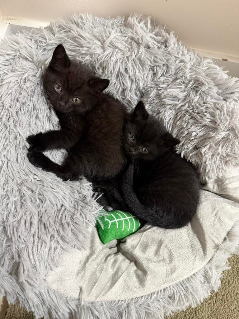 Europese korthaar kittens, Dieren en Toebehoren, Kater