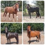 Diverse paarden/pony's, Dieren en Toebehoren, Paarden, Meerdere dieren, 3 tot 6 jaar
