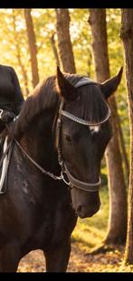 Mooie talentvolle dressuur ruin, Ruin, Dressuurpaard