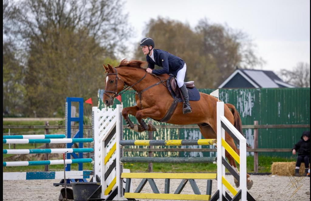 Super springpaard, Dieren en Toebehoren, Paarden, Springpaard, Met stamboom, Ruin, M