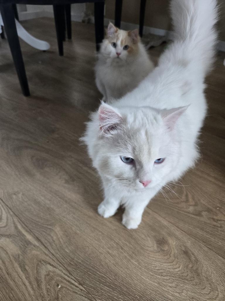 Twee ragdolls te koop samen mogen ze weg voor een mooi prijs, Kater, Langharig, 0 tot 2 jaar