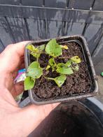 Lampion plant tuinplant biologisch gifvrij, Tuin en Terras, Planten | Tuinplanten, Ophalen