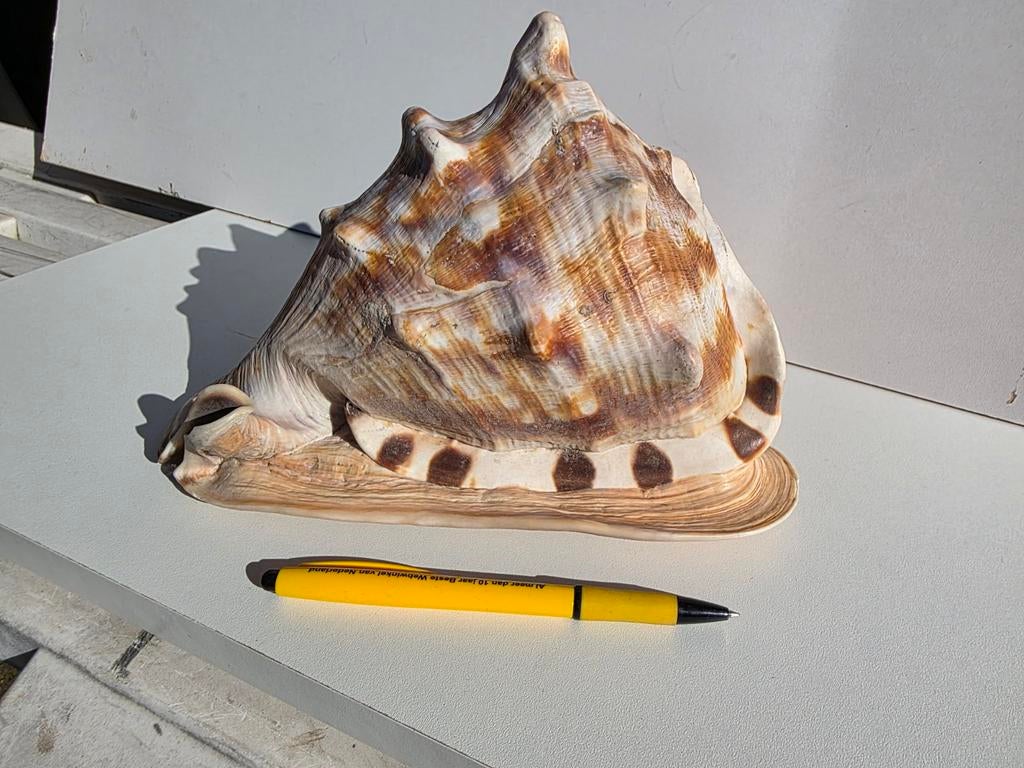 Grote decoratieve schelp - Tritonshoorn, Ophalen, Gebruikt