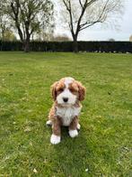 Maltipoo (Maltezer x Poedel) pups, Poedel, Parvo, Nederland, 8 tot 15 weken