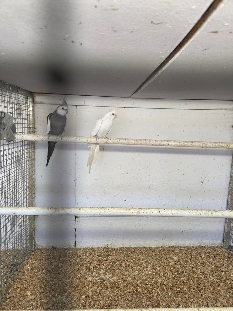 Warm huis voor valkparkiet, warm papegaaiennest, dikke warme hut voor de winter. vogelnesthuis | Wasbaar vogelnestbed, opklapbed