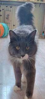 Dekkater Maine coon Bleu smoke