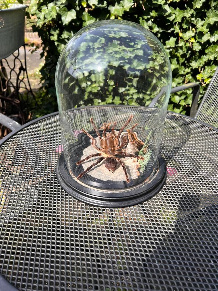 Opgezette vogelspin onder stolp, Ophalen of Verzenden, Zo goed als nieuw