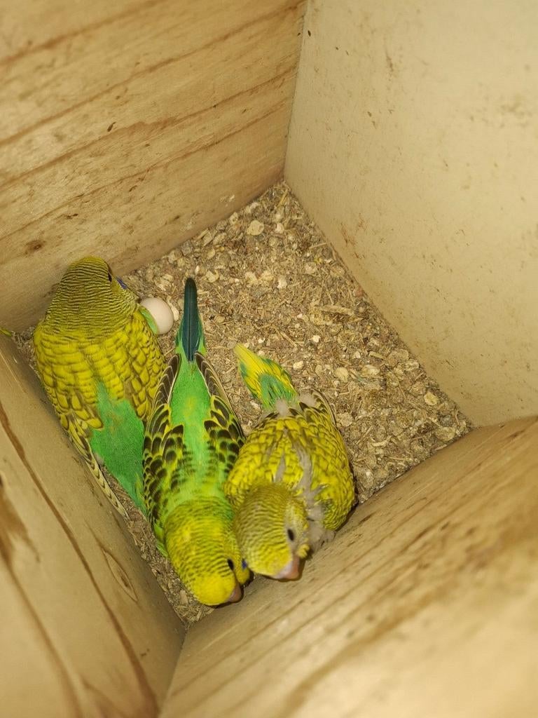 Te koop jonge grasparkieten, Dieren en Toebehoren, Vogels | Parkieten en Papegaaien, Meerdere dieren, Parkiet