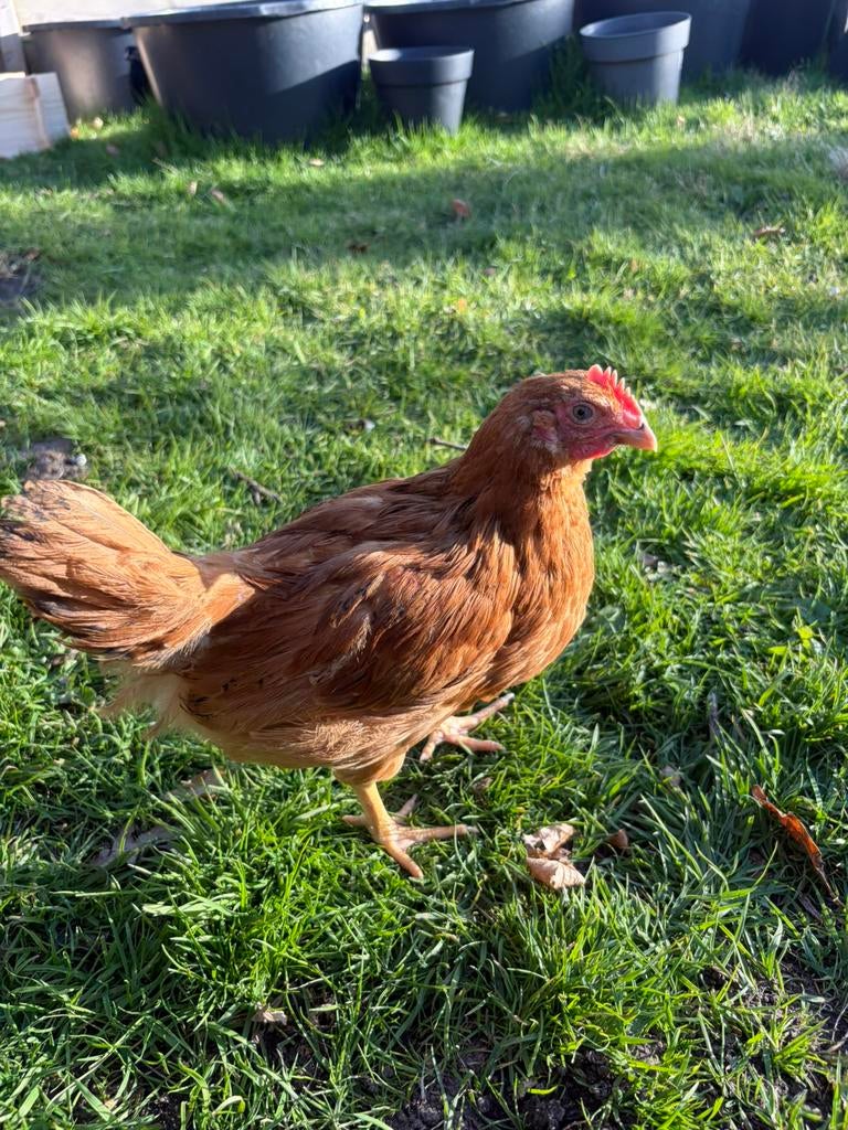 Jonge Barnevelder haan, Dieren en Toebehoren, Pluimvee, Mannelijk, Kip