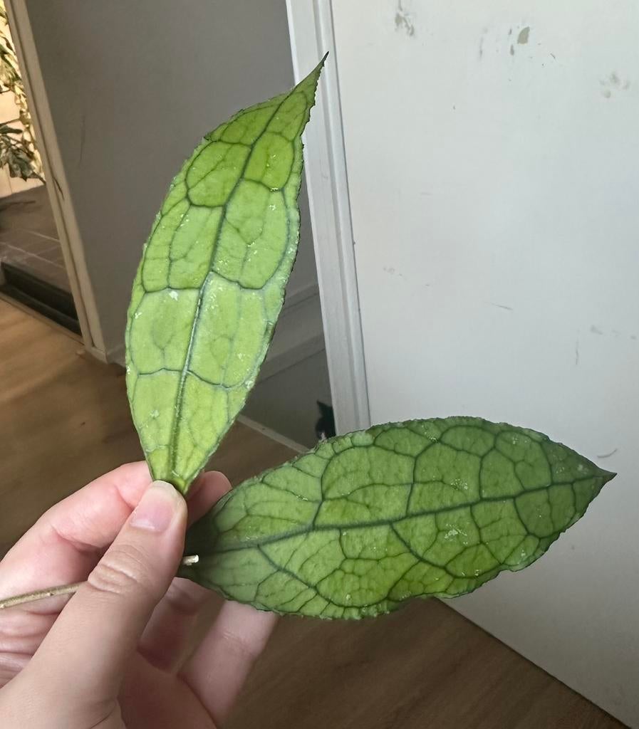 Hoya Clemensiorum -1, Huis en Inrichting, Kamerplanten, Ophalen of Verzenden, Halfschaduw, Minder dan 100 cm