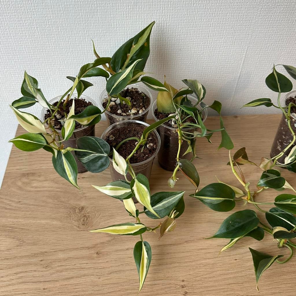 Philodendron silver stripe, Huis en Inrichting, Kamerplanten, Ophalen of Verzenden, Halfschaduw, Minder dan 100 cm