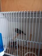 zebravink  zwartwang, Dieren en Toebehoren, Mannelijk, Tropenvogel