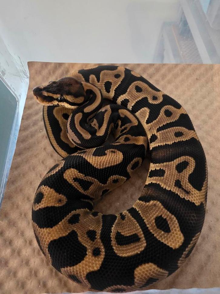 Koningspython- ballpython- python regius Ball Python - male for sale from MiSa