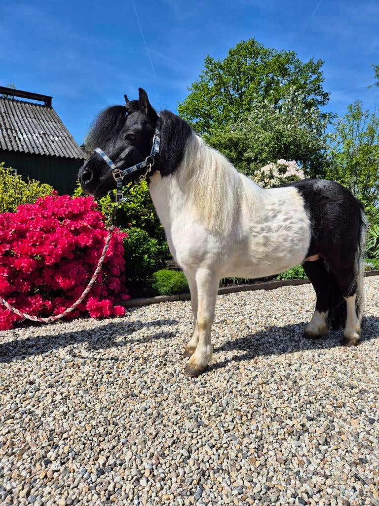 Shetlander dekhengst, Dieren en Toebehoren, Niet van toepassing, 0 tot 2 jaar, Hengst, A pony (tot 1.17m)