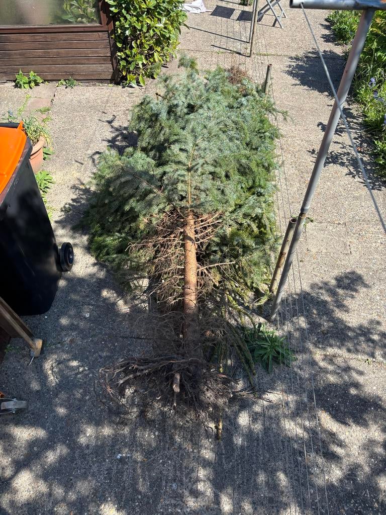 Gratis 2 dennenbomen stookhout, 2,5m hoog, 15cm dik, Tuin en Terras, Haardhout, Minder dan 3 m³, Ophalen, Overige houtsoorten