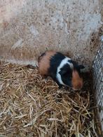 Cavia, Dieren en Toebehoren, Knaagdieren, Januari, Meerdere dieren, Cavia