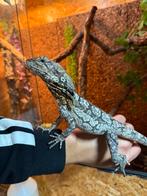 GEZOCHT! 1.0 kraaghagedis (chlamydosaurus kingii), Slang, 0 tot 2 jaar