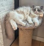Ragdoll (fok)poes | Met stamboom | Bicolour, Poes, Met stamboom, 0 tot 2 jaar