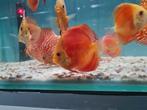Red Melon Discus, Symphysodon Discus, Dieren en Toebehoren, Vissen | Aquariumvissen, Vis, Zoetwatervis