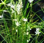 Caudex Ornithogalum Juncifolium Zuid Afrika potmaat 8,5 cm., Overige soorten, Ophalen of Verzenden, In pot, Minder dan 100 cm