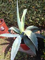Agave, Ophalen, Bloeit niet, Overige soorten, Volle zon
